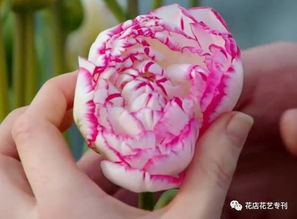 易批发鲜花