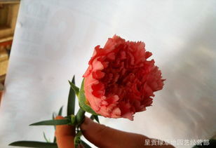 红色康乃馨的花语是什么语