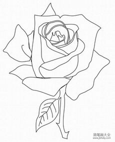 1000种鲜花画法