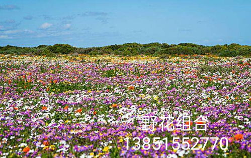 各种草花图片大全