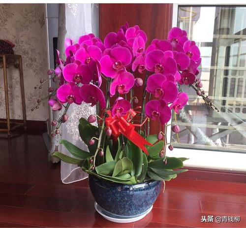 家庭盆栽花卉大全