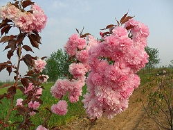 樱花树价格行情