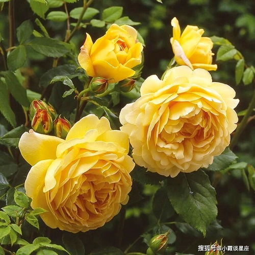 月季花语及寓意