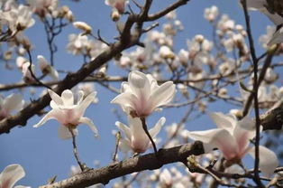 玉兰花什么颜色