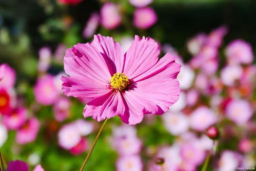 格桑花和波斯菊图片