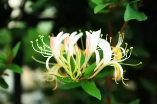 什么花秋天开花