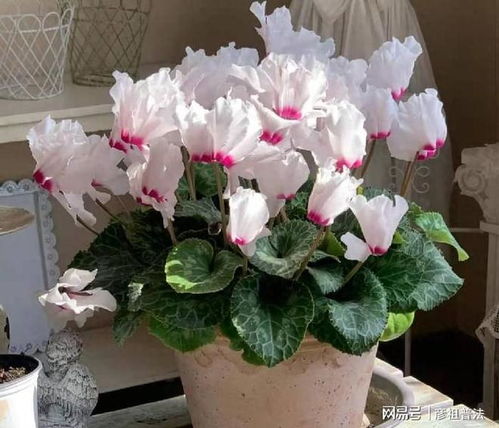 冬天开的花有哪些品种