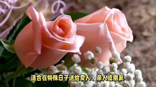香槟色玫瑰花语象征与寓意
