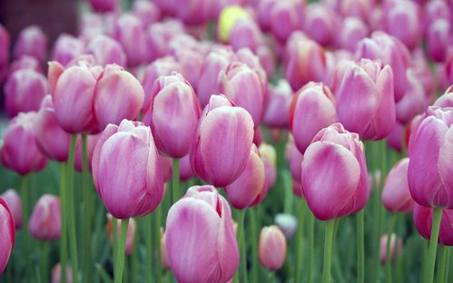 白色郁金香花语象征与寓意