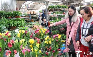 乌鲁木齐花店