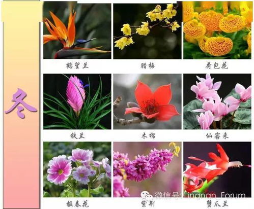 春夏秋冬各有什么花开放
