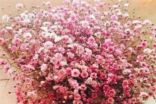 紫色满天星图片