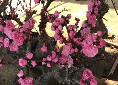 菊花的花语和象征的品质