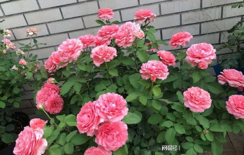 月季花的图片