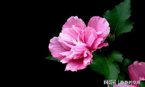 真正的木槿花图片
