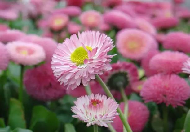 雏菊图片