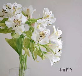 100种花店常用鲜花