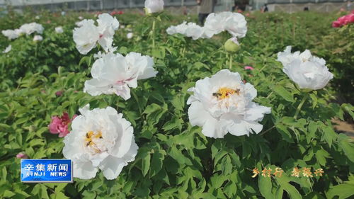天津鲜花批发基地