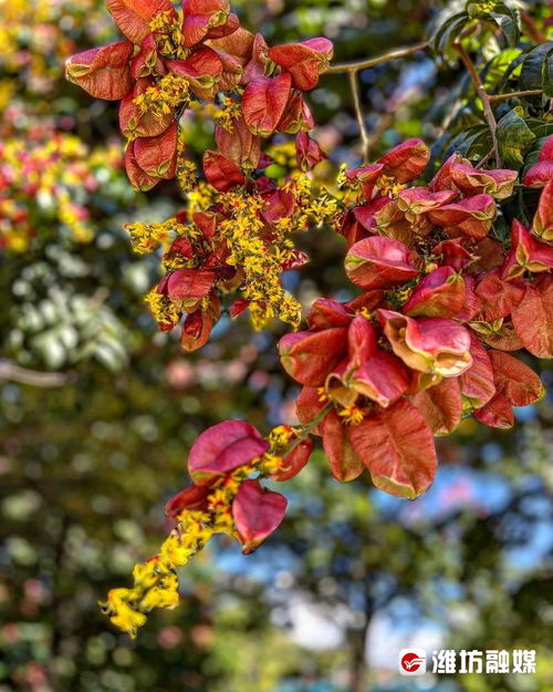 秋季开花的花卉