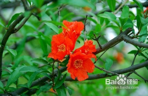 夏天开哪些花