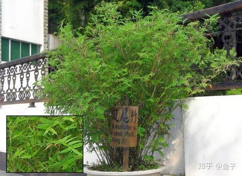 凤尾竹和散尾葵的区别图片