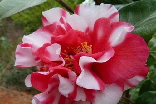 1月份什么花盛开