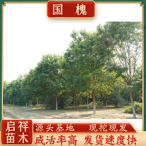 2021年苗木价格表