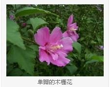 白色木槿花的功效与作用