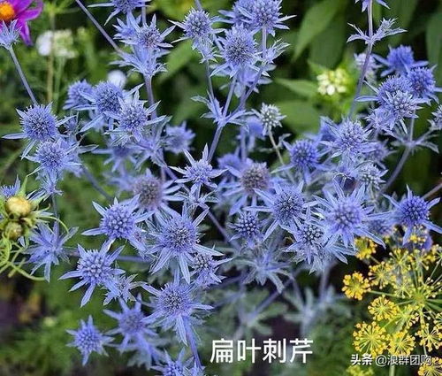 最耐寒的十大漂亮植物