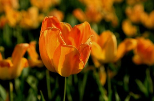 橙色郁金香花语暗示什么