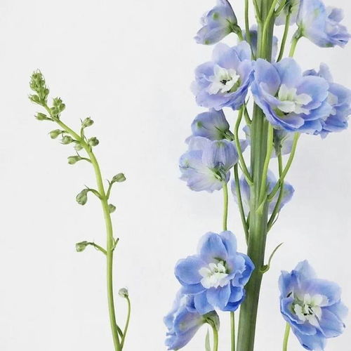 送人鲜花图片大全