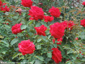 月季花的花语代表什么