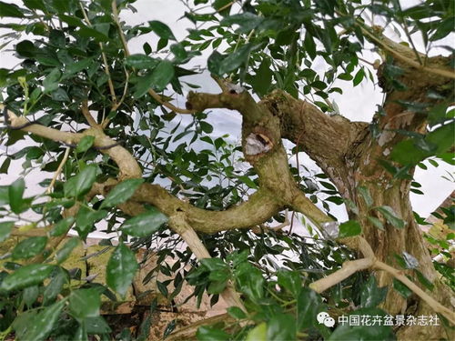 九里香一年能长多粗