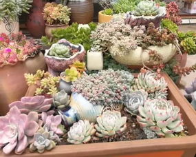 泸西花店联系方式