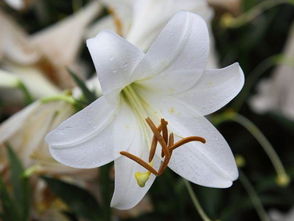 用百合花写心情的句子