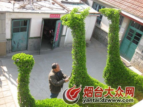 绿化灌木有哪些树种 绿化灌木有哪些树种