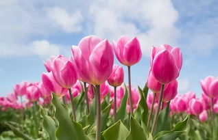 郁金香花语文案