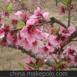 花卉种子批发价格表
