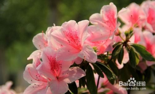 杜鹃花花语是什么