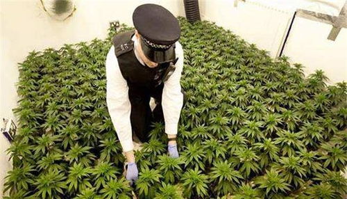 中国明令禁止种植面包树