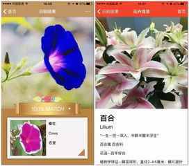 鲜花网站名称