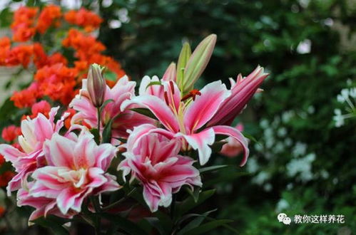百合花的花语代表什么