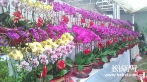 石家庄哪批发鲜花便宜