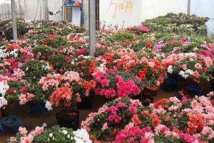 苗木花卉种植