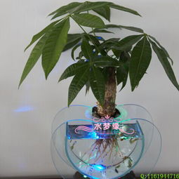 水培花卉