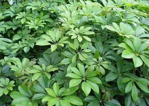 路边常见矮绿化植物