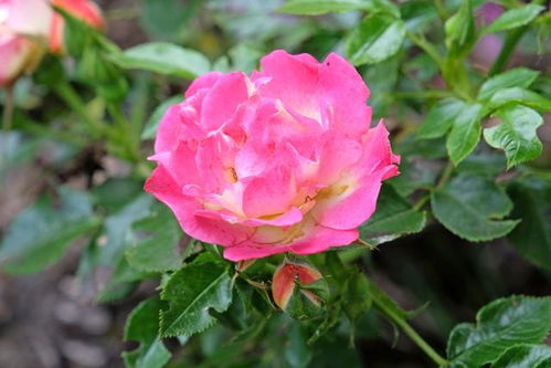 蔷薇花语