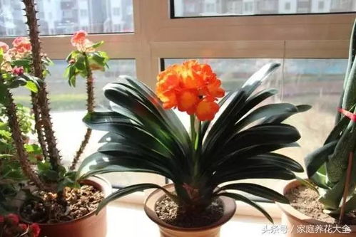 十大名贵君子兰排名