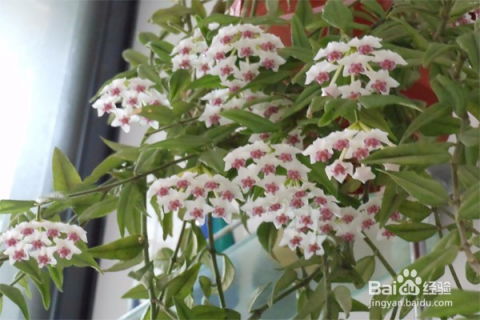 香茶花的养殖方法和注意事项