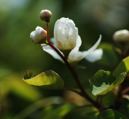 龙柏芽树图片